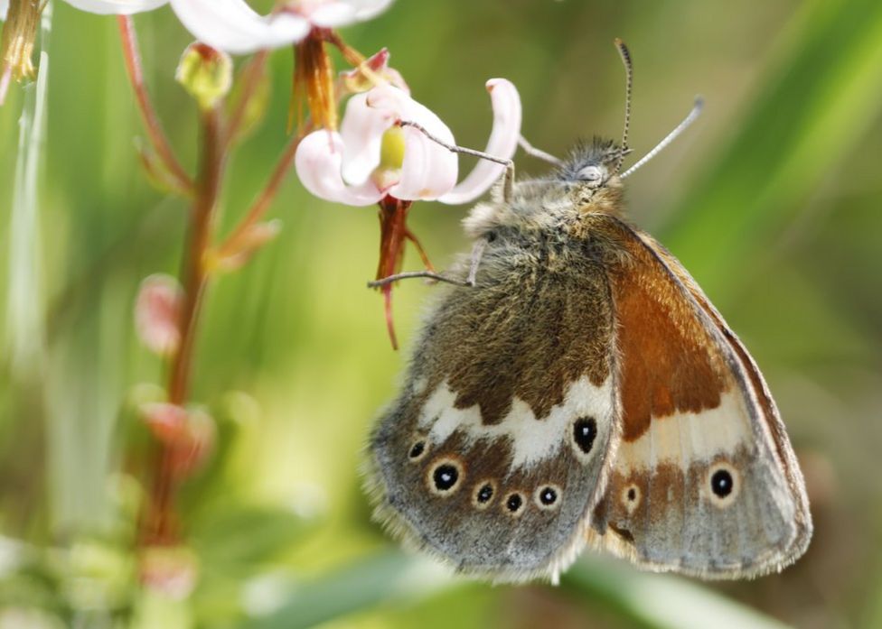 Indians at UK - Butterflies