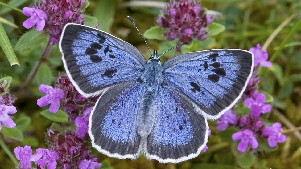 Indians at UK - Butterflies