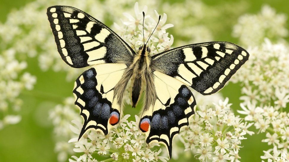 Indians at UK - Butterflies