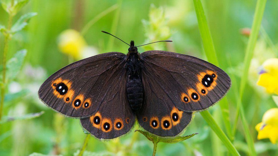 Indians at UK - Butterflies