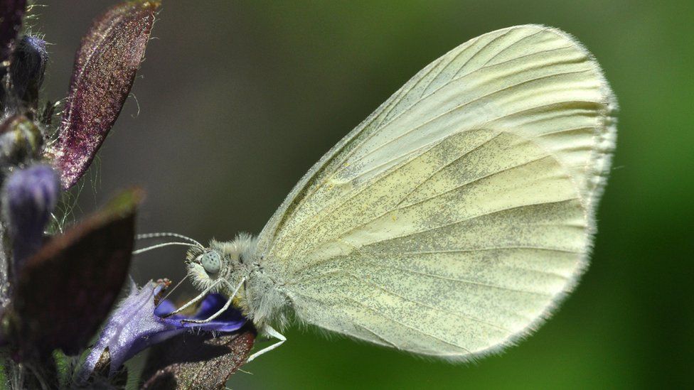 Indians at UK - Butterflies