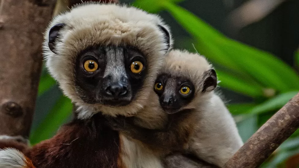 Indians at UK -  Coquerel's Sifaka