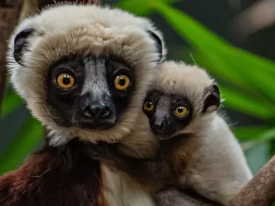Indians at UK - Coquerel's Sifaka
