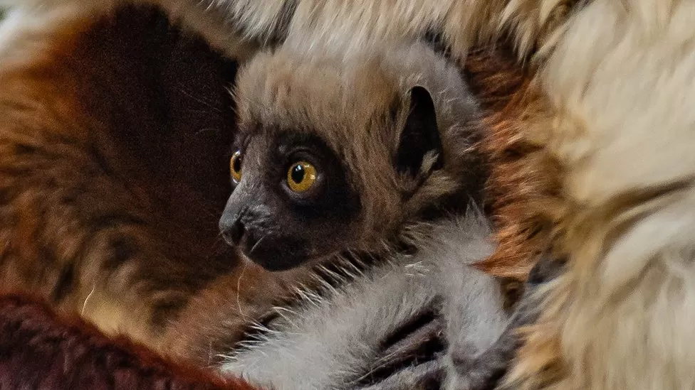 Indians at UK -  Coquerel's Sifaka