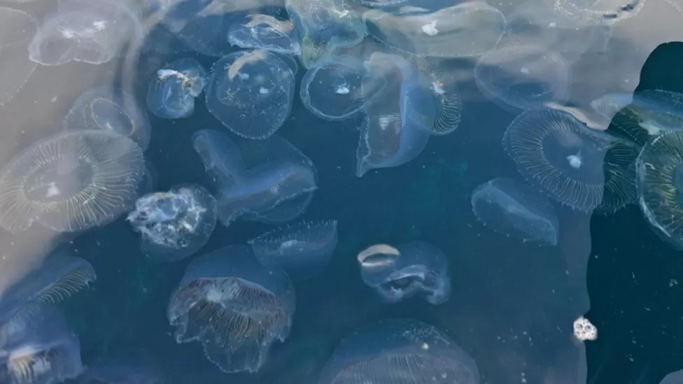Indians at UK - Rare Crystal Jellyfish Spotted